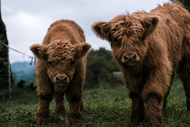 Photo portrait of highland cattle against sky