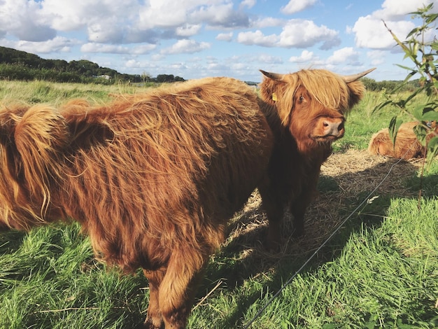 Foto ritratto di bestiame di montagna su un campo erboso durante una giornata di sole