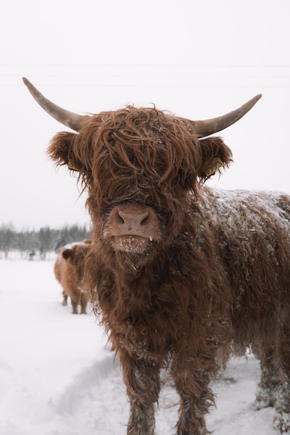 Photo portrait of a highland cattle on snow