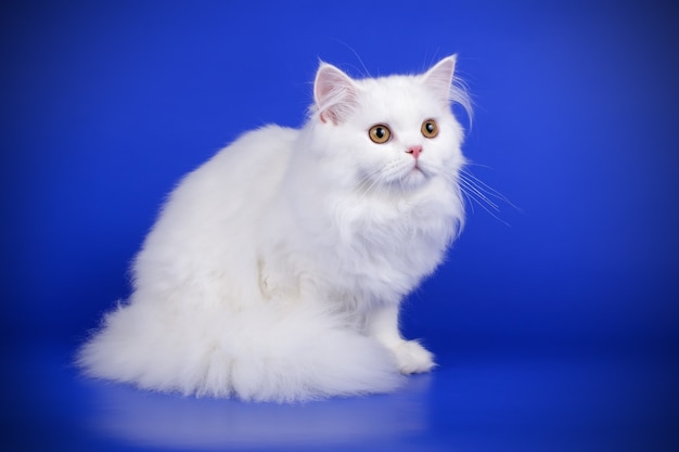 Portrait of highland straight cat on colored wall