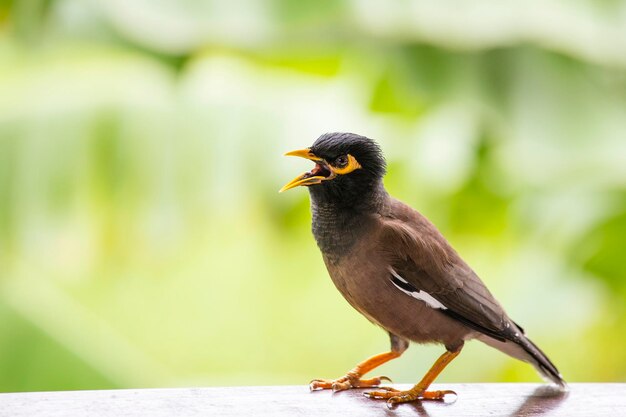 世界で最も知的な鳥であるヒル九官鳥グラキュラ宗教鳥の肖像画をクローズ アップ