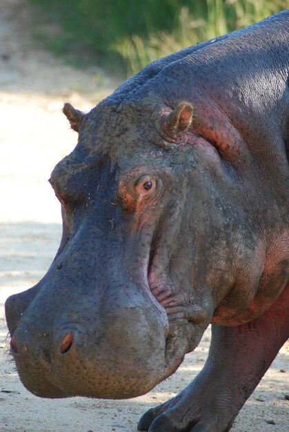 Photo portrait of hippopotamus on footpath