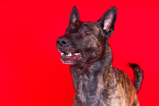 Photo portrait of an holland shepherd in a studio dark yellow red background