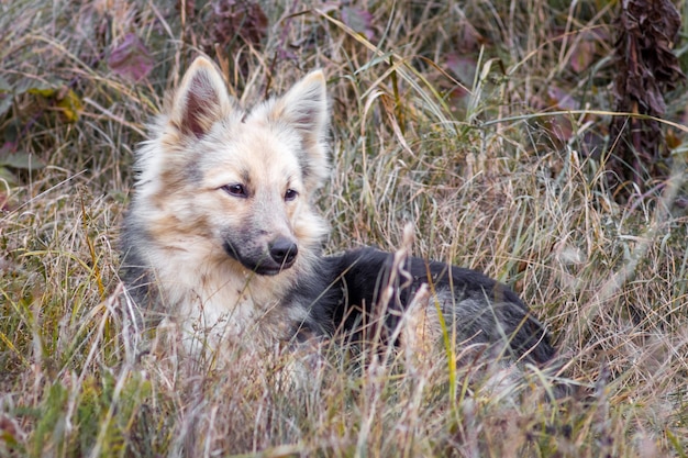 Portrait of a homeless dog in nature