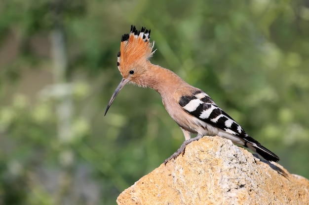 Portrait of hoopoe with long neck sits on a rock