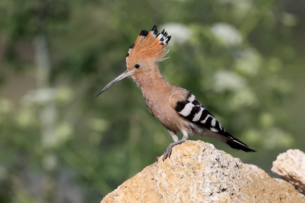 Portrait of a hoopoe with open crest sits on a stone.