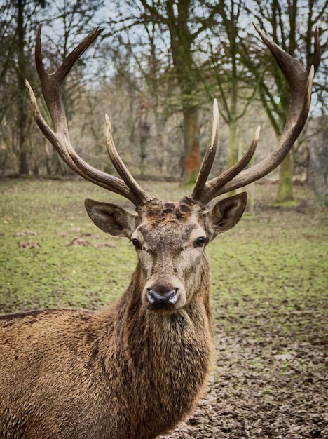 Foto ritratto di un animale con le corna sul paesaggio