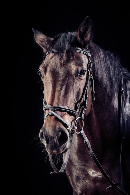 portrait of horse against black background