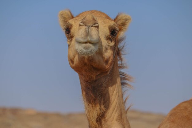 Photo portrait of horse against clear sky