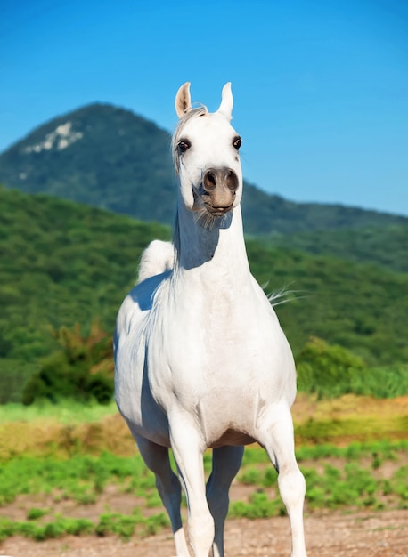 空に照らされた馬の肖像画