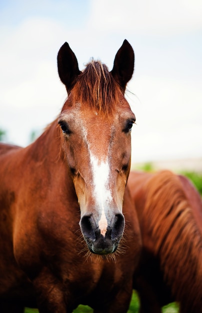 Photo portrait of a horse. animal world