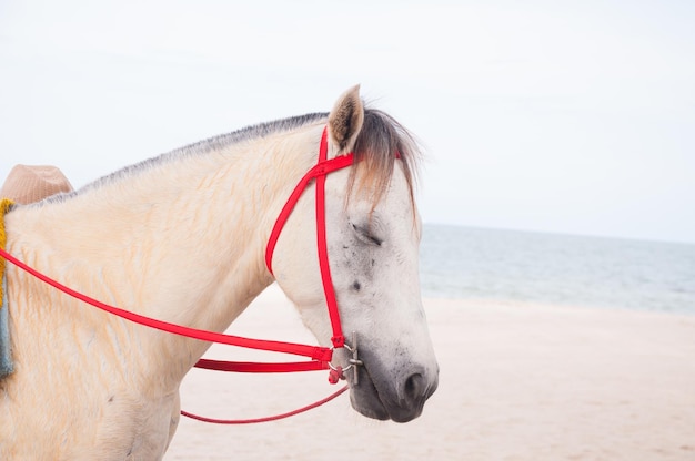 Portrait of horse beautiful arabian white colt on the sea backgroundWhite horse on beach Thailand