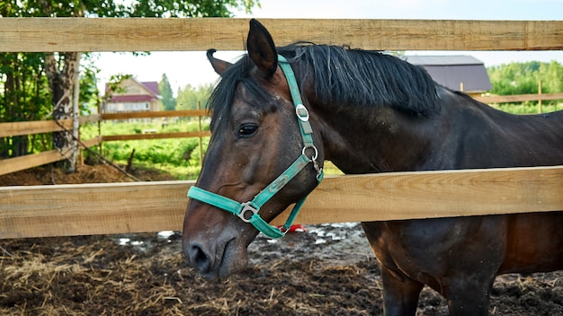 草を食べる馬の肖像画。トムスクの夏。