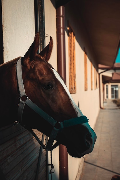 Foto ritratto di un cavallo in fattoria