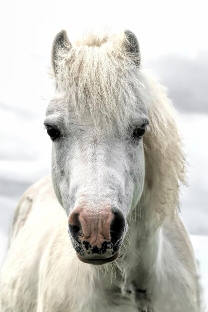 Photo portrait of horse on field against sky