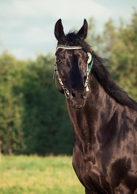 Foto ritratto di un cavallo sul campo