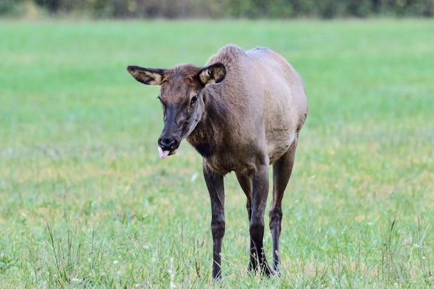 Portrait of horse on field