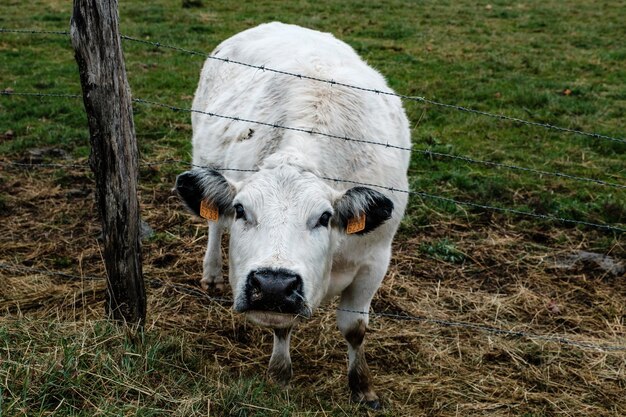 Photo portrait of horse on field