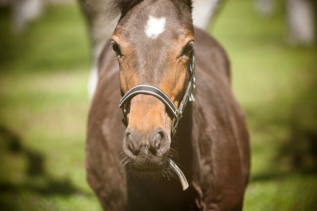 Photo portrait of horse on field