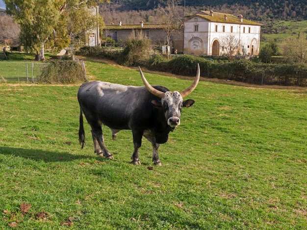 Foto ritratto di un cavallo in un campo