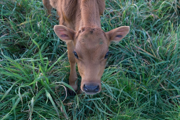 Photo portrait of a horse on field