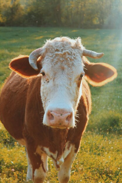 Portrait of a horse on field