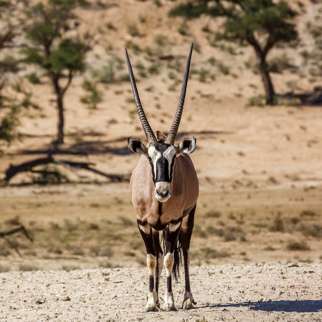 Photo portrait of horse on field