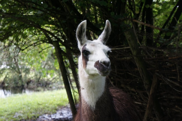 Foto ritratto di cavallo sul campo