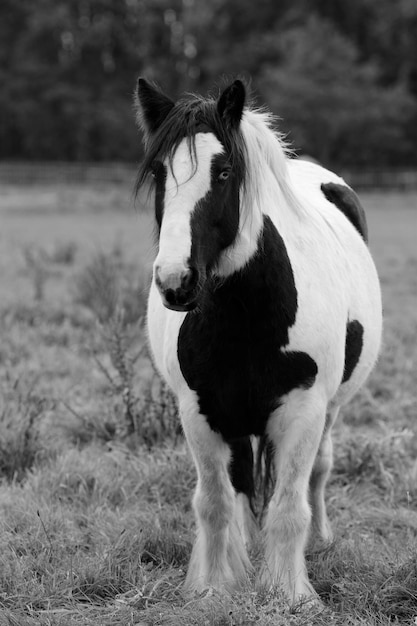 Photo portrait of horse on grassy field