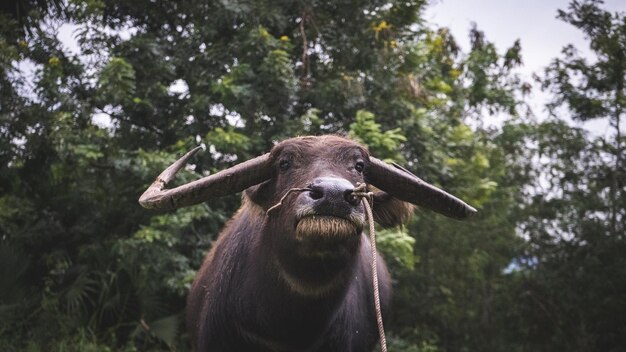 Foto ritratto di un cavallo su una terra