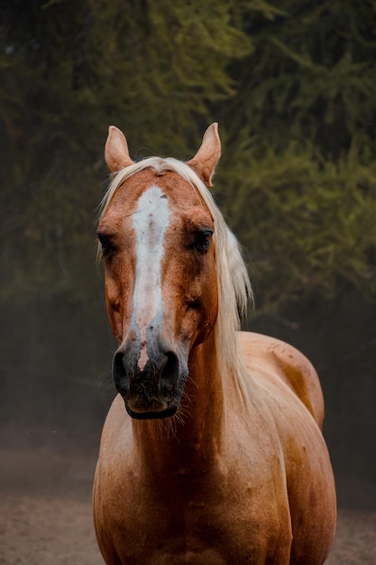 自然の背景に馬の肖像