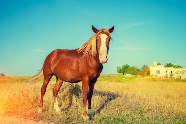 牧草地の屋外の馬の肖像画