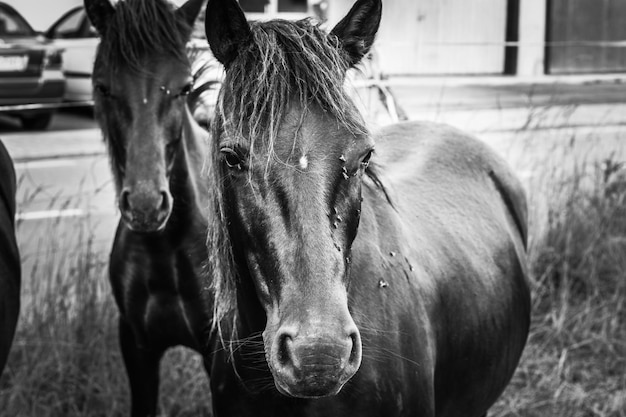 Photo portrait of horse in ranch