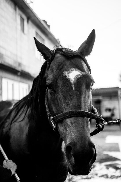 Photo portrait of horse in ranch