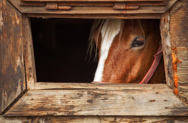 Foto ritratto di un cavallo nella stalla visto attraverso la finestra