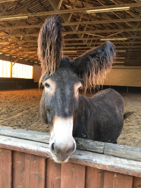 Portrait of a horse in stable