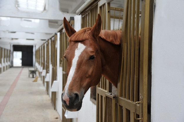 Portrait of  horse in stall box.