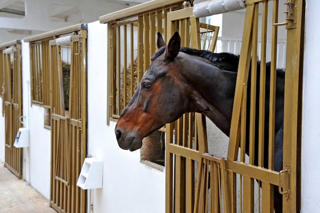 Portrait of  horse in stall box.