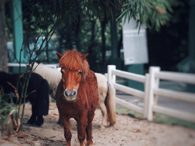 Portrait of horse standing against trees