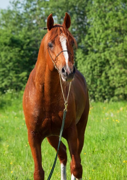 Photo portrait of horse standing against trees