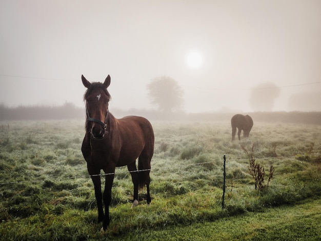 Photo portrait of horse standing on field against sky