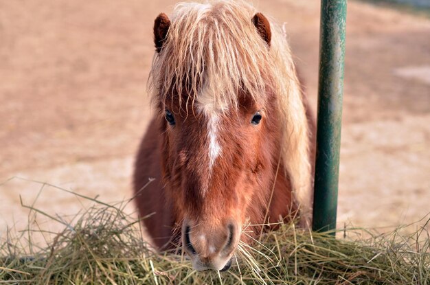 Foto ritratto di un cavallo in piedi sul campo