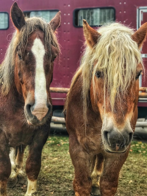 Foto ritratto di un cavallo in piedi sul campo