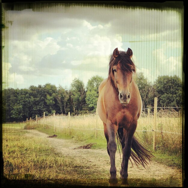 Photo portrait of horse standing on field