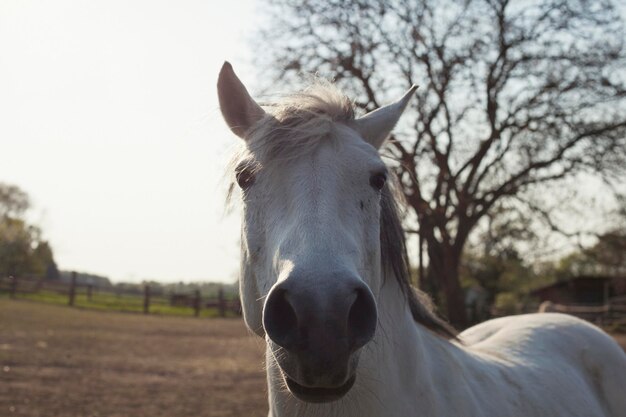 Photo portrait of horse standing on field