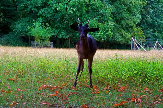 Portrait of horse standing on field