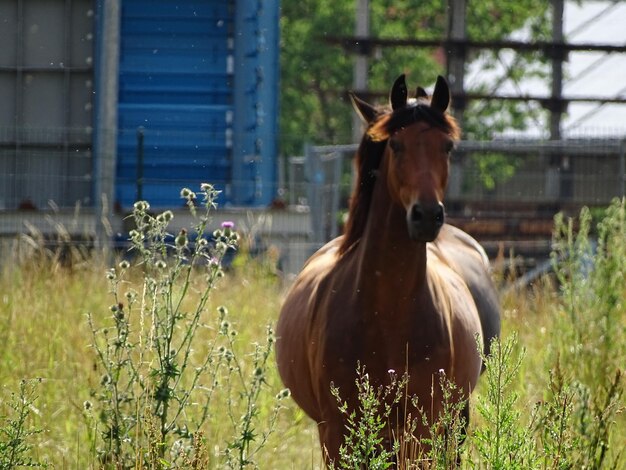 Portrait of horse standing on field