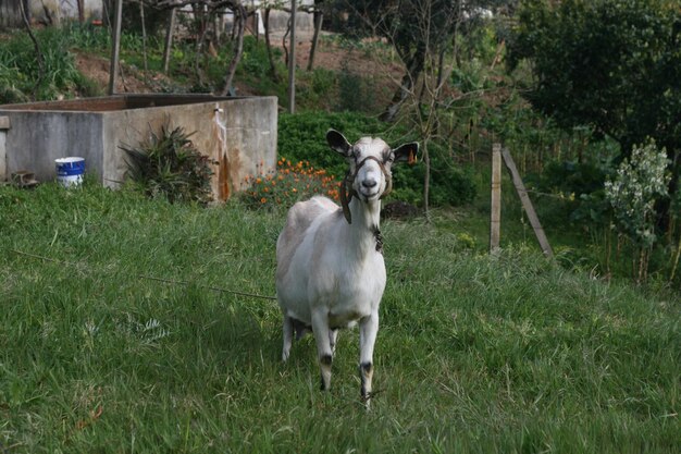 Portrait of horse standing on field