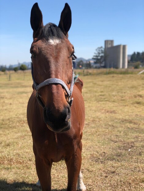 Portrait of horse standing on field