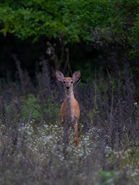 Photo portrait of horse standing in forest